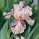 Image(s) copyright © 2026 Sarah Cassani. All rights reserved.
