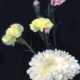 Image(s) copyright © 2026 Sarah Cassani. All rights reserved.