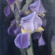 Image(s) copyright © 2026 Sarah Cassani. All rights reserved.