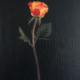 Image(s) copyright © 2026 Sarah Cassani. All rights reserved.