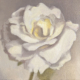 Image(s) copyright © 2026 Sarah Cassani. All rights reserved.